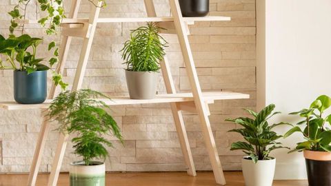 La gamme « La belle verte » lancée par Botanic comprend une dizaine de taxons de plantes vertes produites en France dans des serres chauffées par géothermie. © S. Cuchet